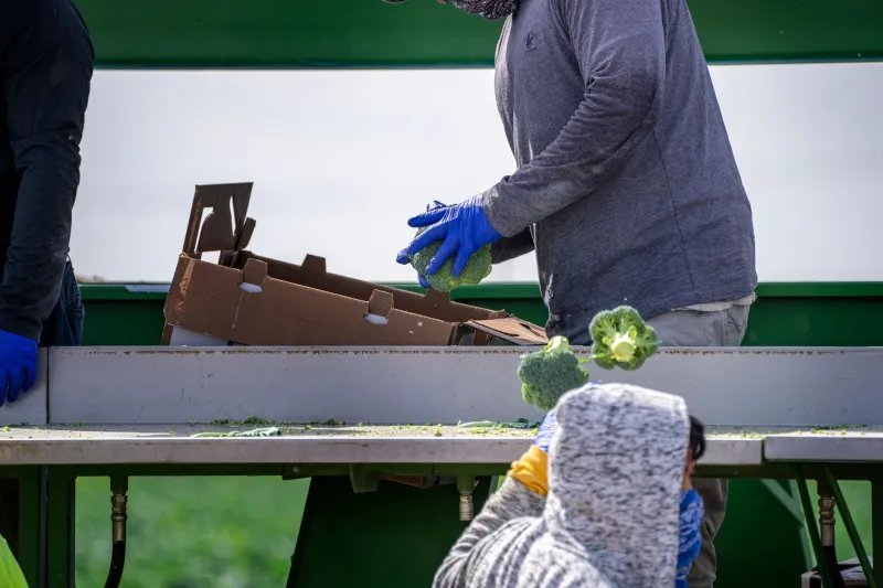 Skipping the Middleman: How Farm Subscriptions Are Reshaping the Way Americans Buy Vegetables