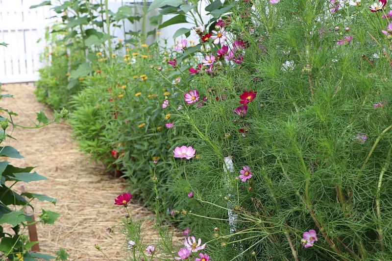 Beyond Broccoli: 13 Heirloom and Specialty Vegetables That Deserve a Spot in Your Kitchen