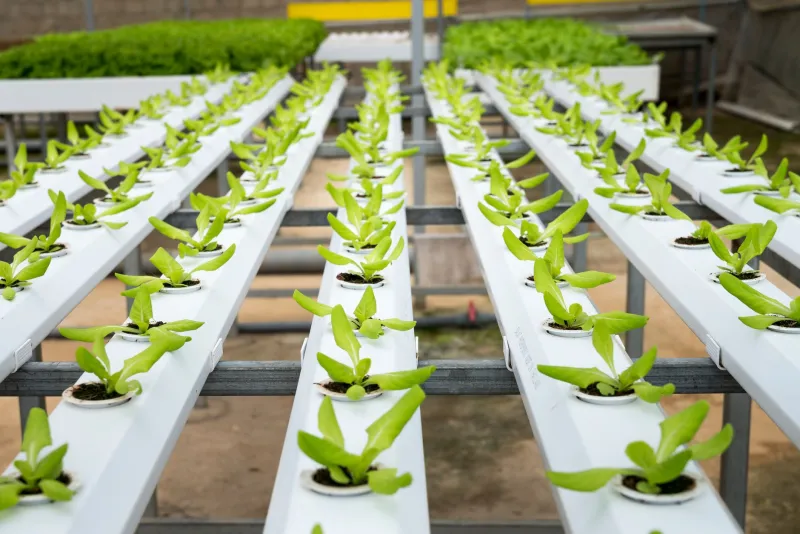 Grown Indoors, Year-Round: Inside America's Controlled-Farm Revolution