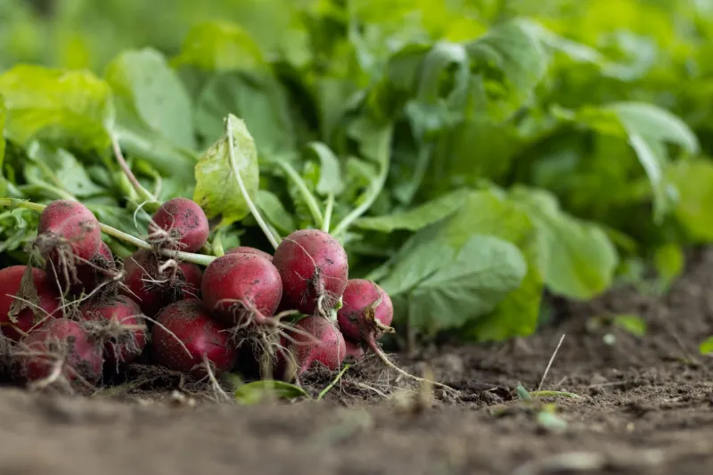 Your Local Farm's Invisible Ingredient: What Soil Microbes Do for Your Health