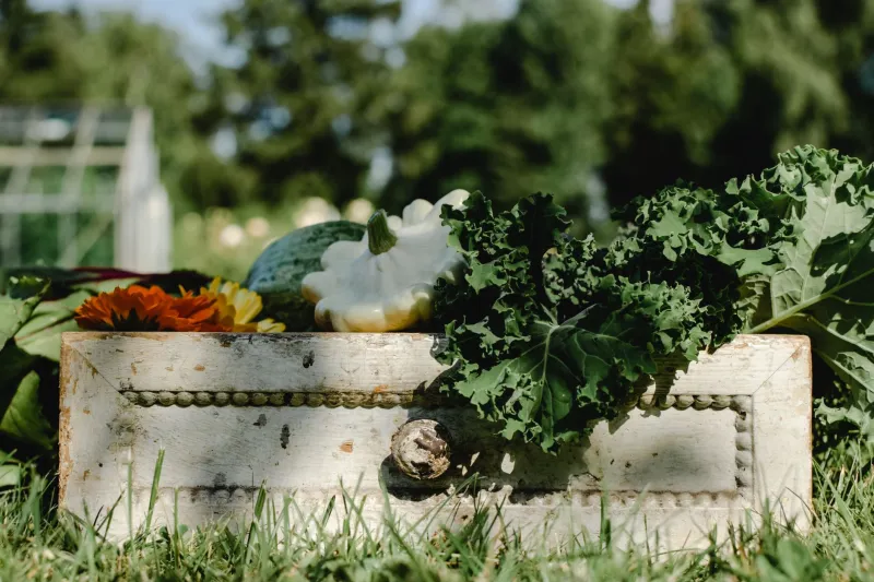 Win Big with Fresh: TSL Vegetables Giveaways, Contests, and Seasonal Produce Prizes