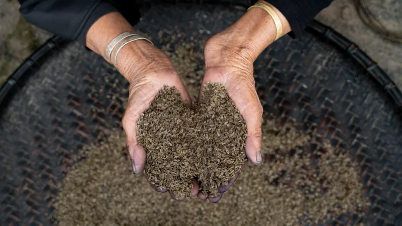 Seeds of Survival: The American Farmers Racing to Rescue Forgotten Vegetables